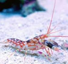 Tiger Pistol Shrimp