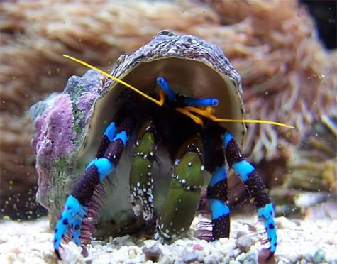 Blue Legged Hermit Crab