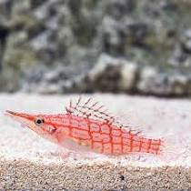 Long Nose Hawk Fish