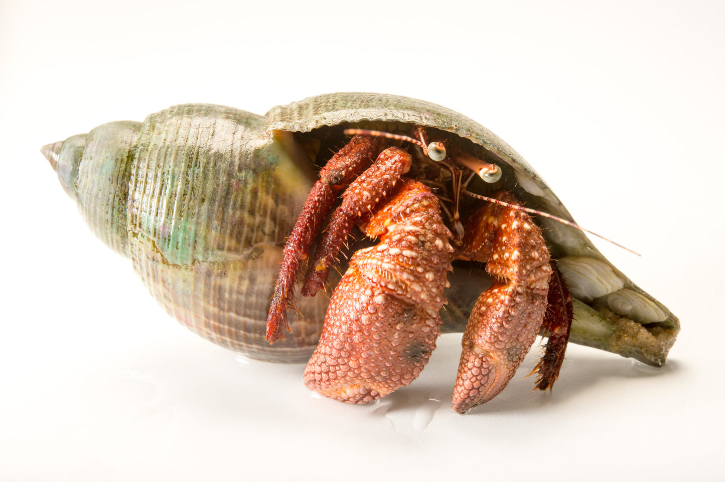 Hermit Crab - Petrochirus diagenes