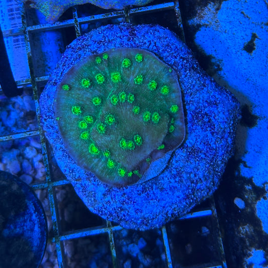 Neon Green Cyphastrea