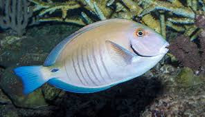 Doctor Fish (Acanthurus chirurgus)