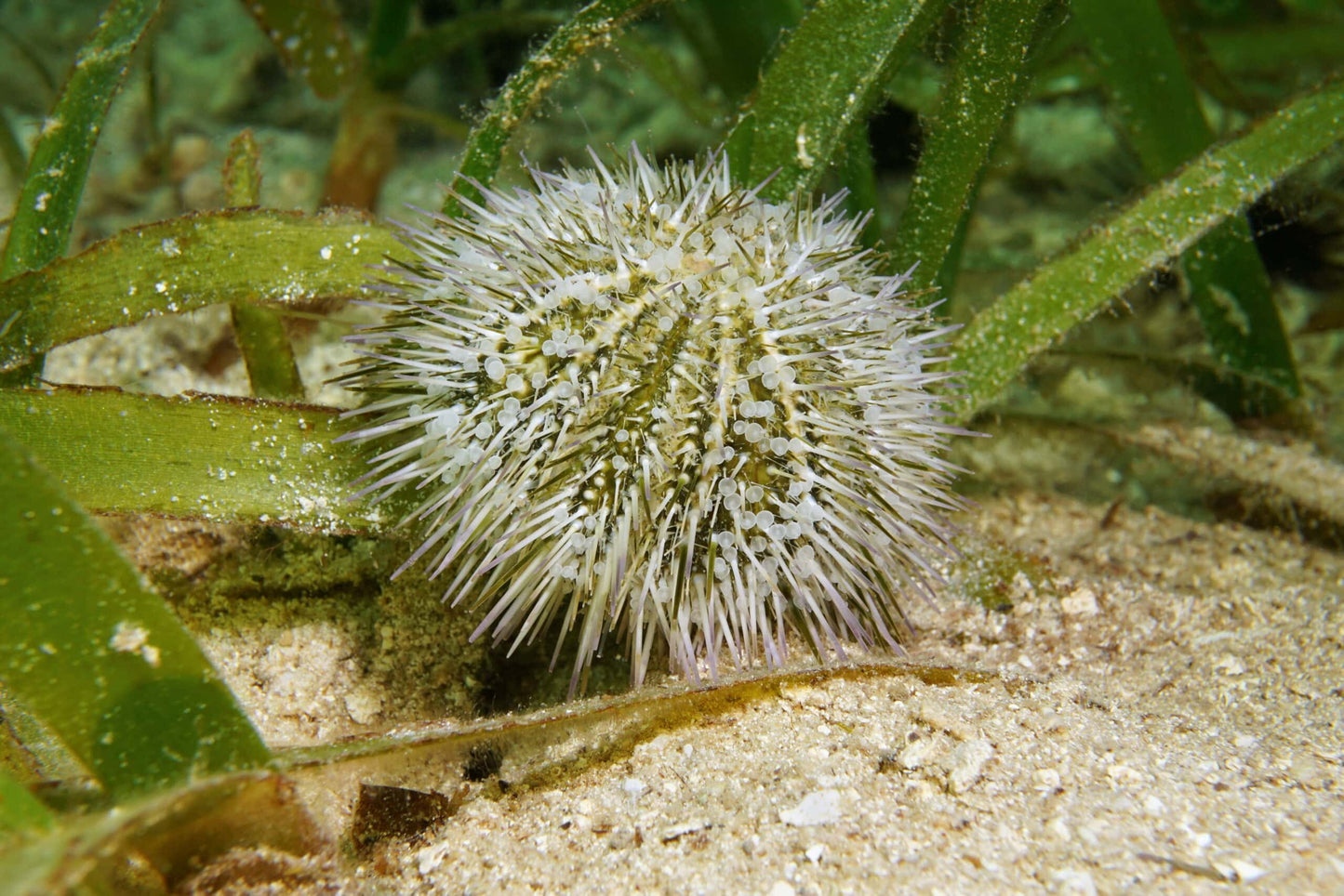 Pin Cushion Urchin