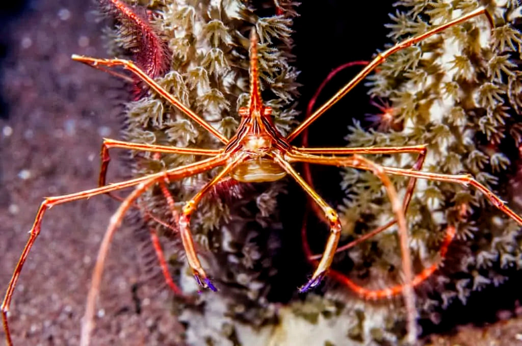 Arrow Crab