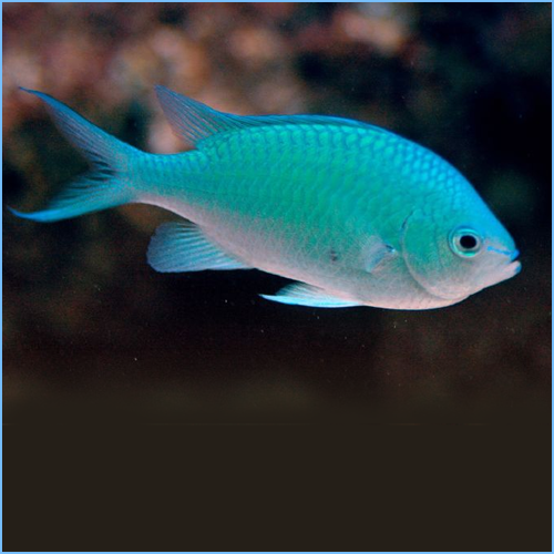 Green Chromis