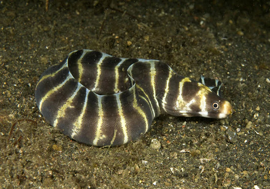 Banded Moray Eel