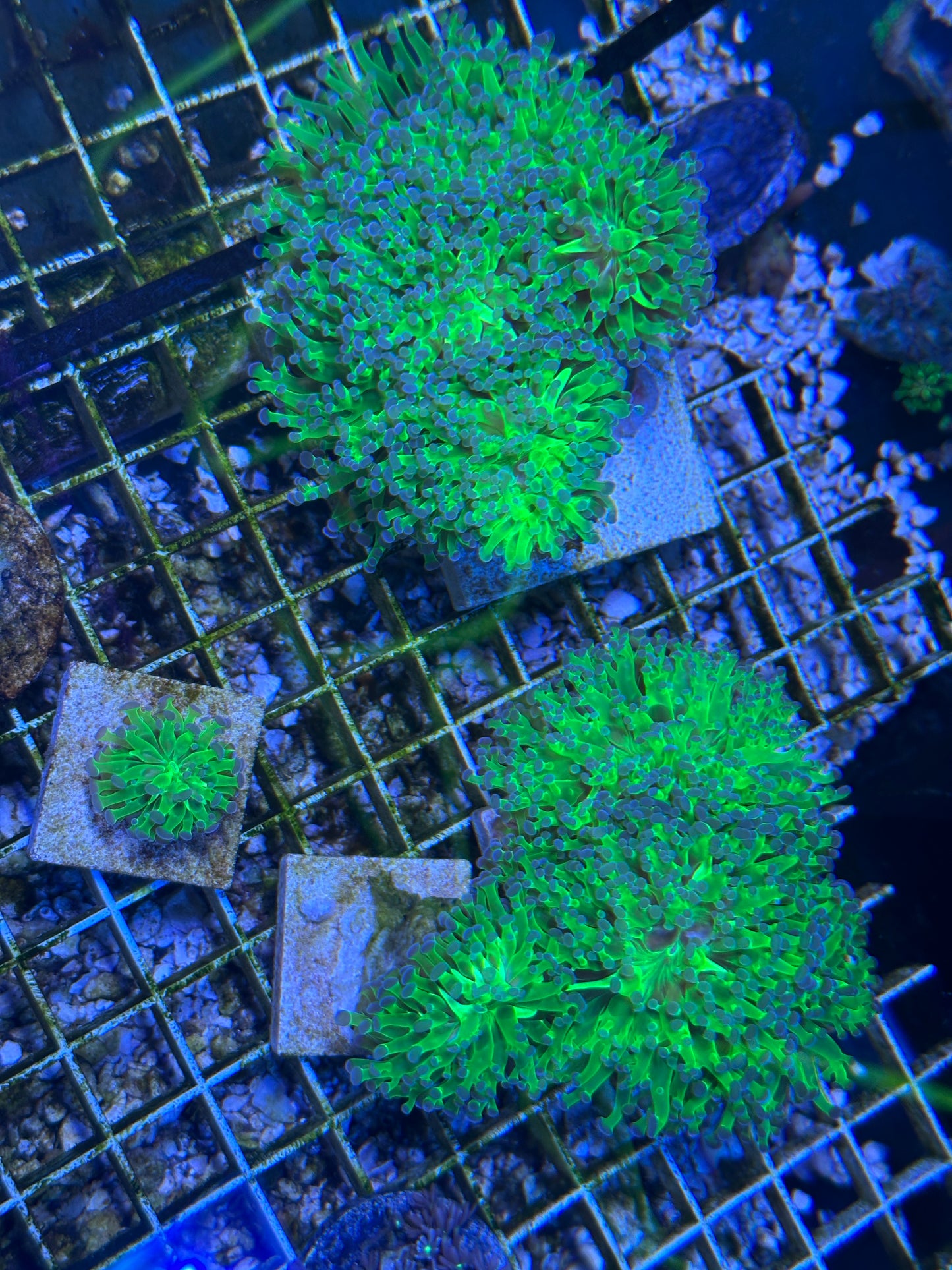 Neon Green Frogspawn