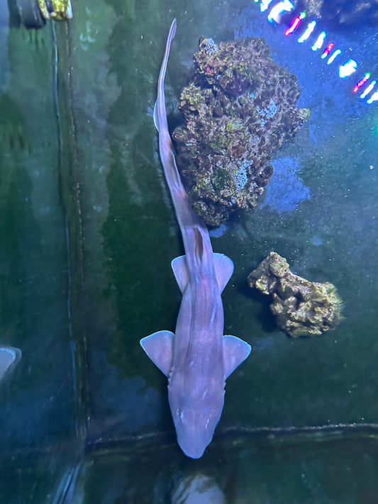 Bamboo Cat Shark