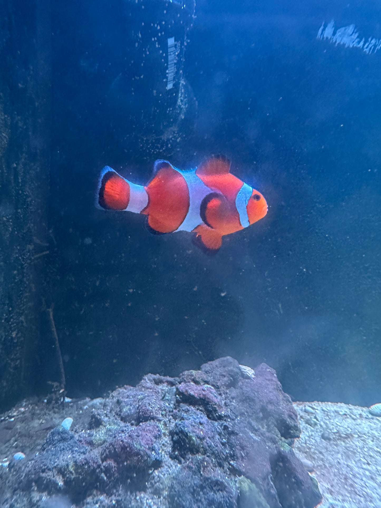 Clown Fish