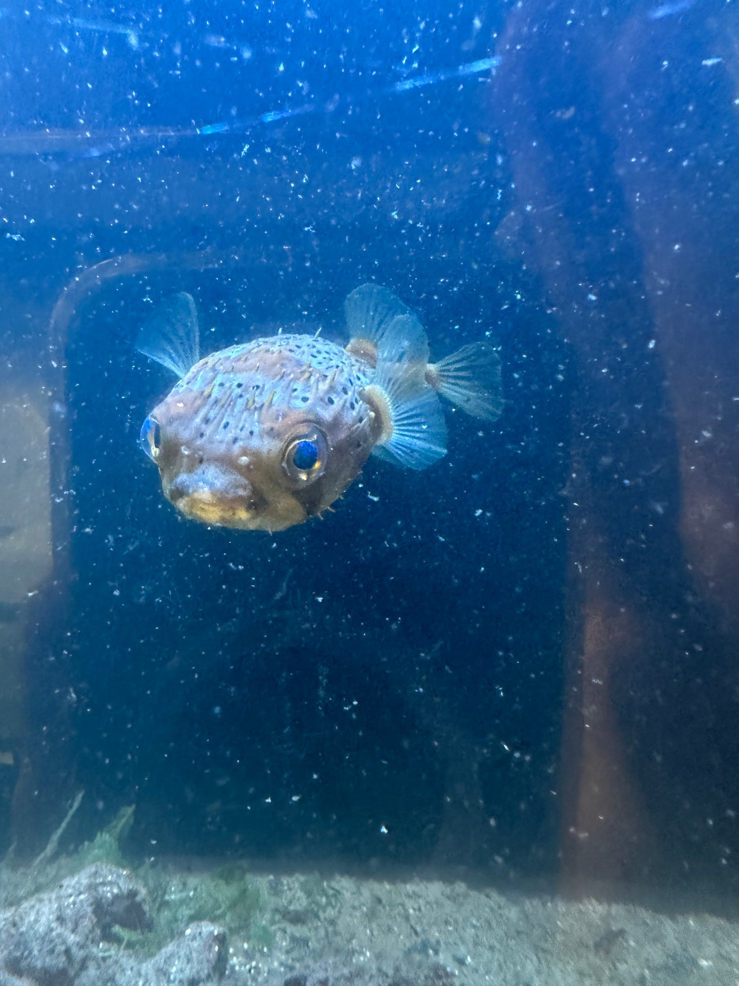 Jerry The Porcupine Puffer  (M/L)