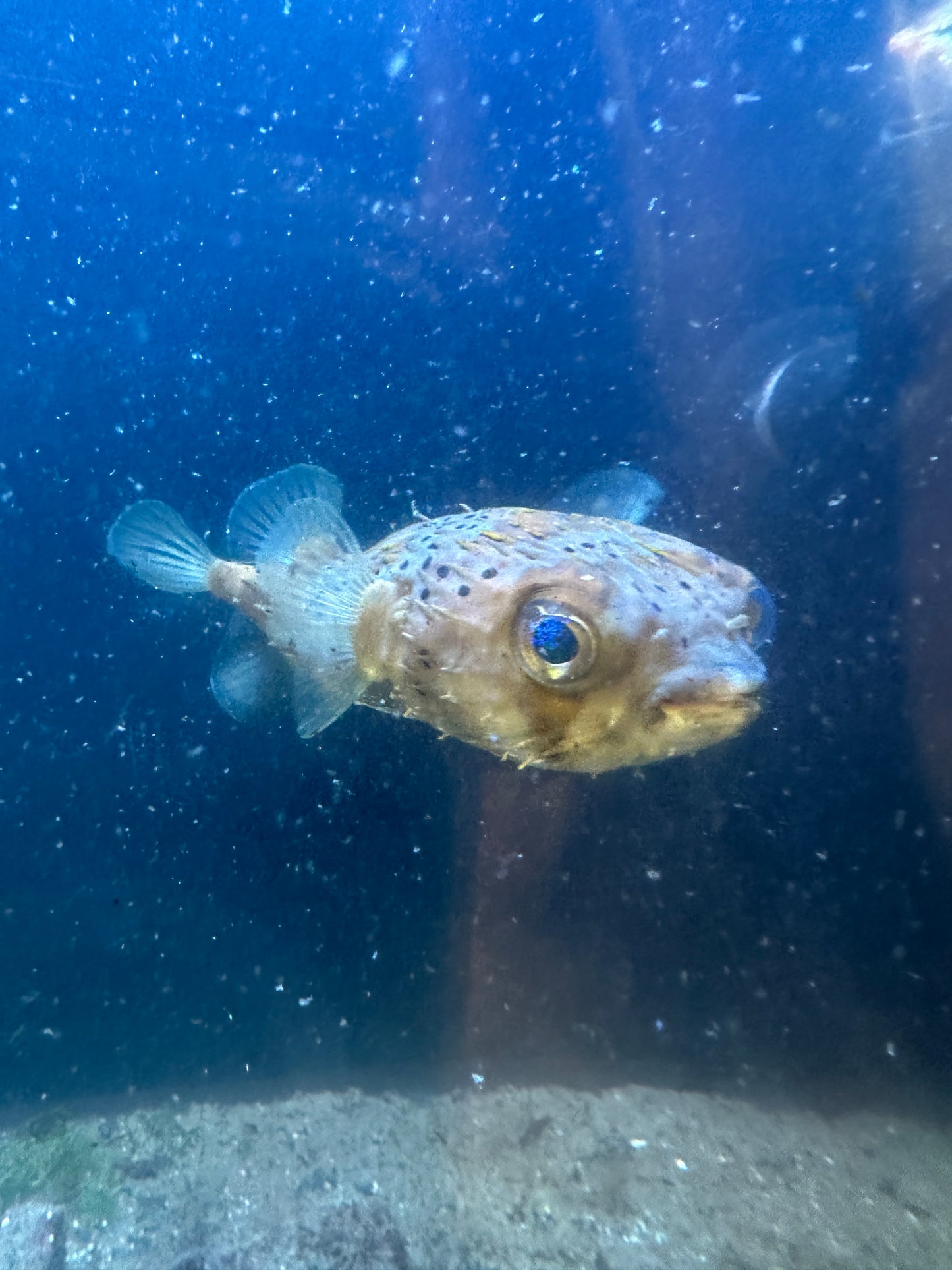 Jerry The Porcupine Puffer  (M/L)