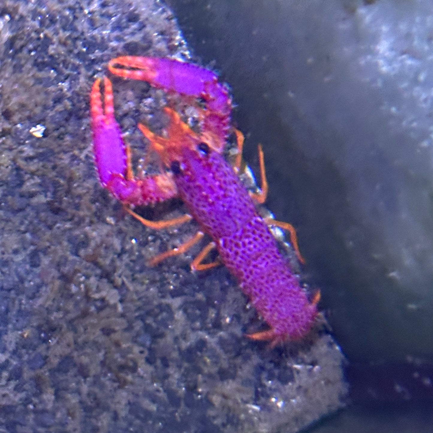 Purple Reef Lobster