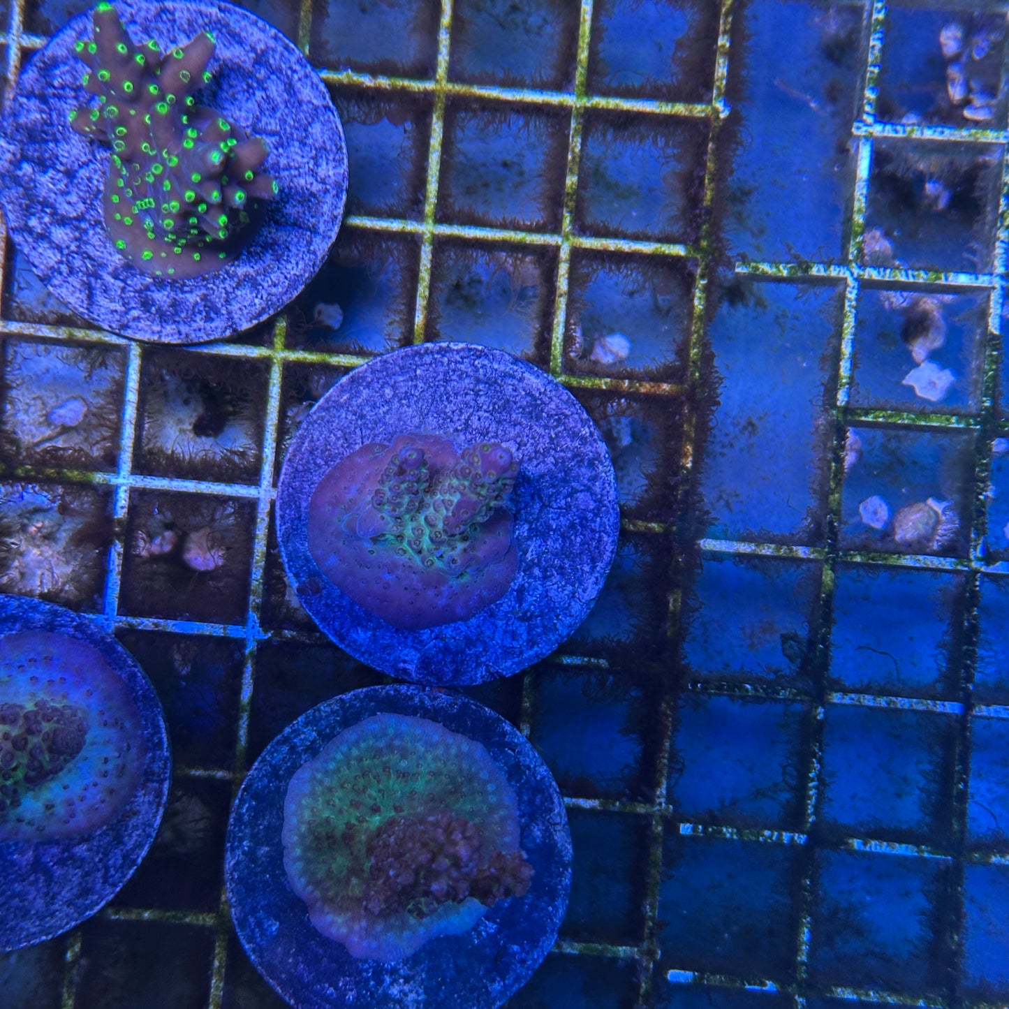 Aussie Shortcake Acropora