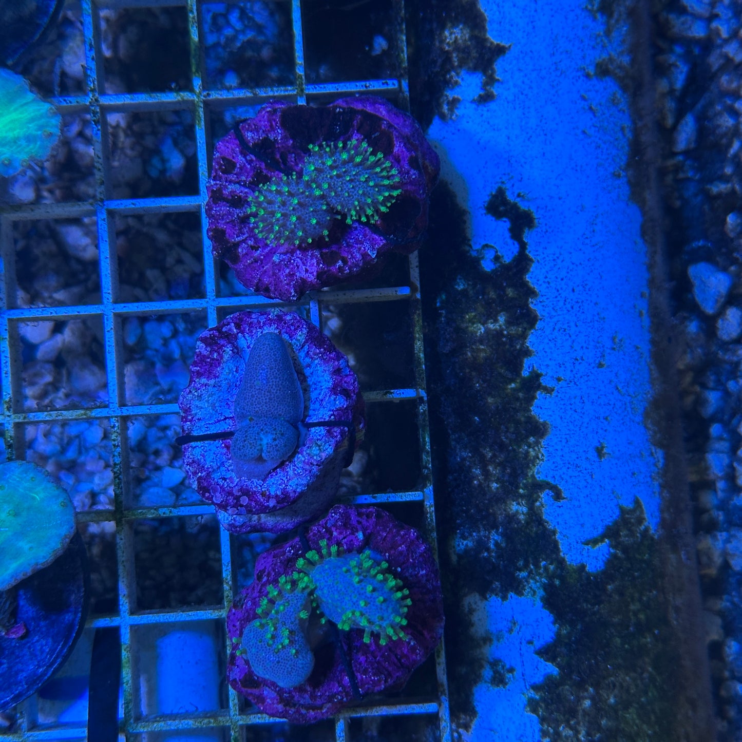 Aussie Crown Leather Frag