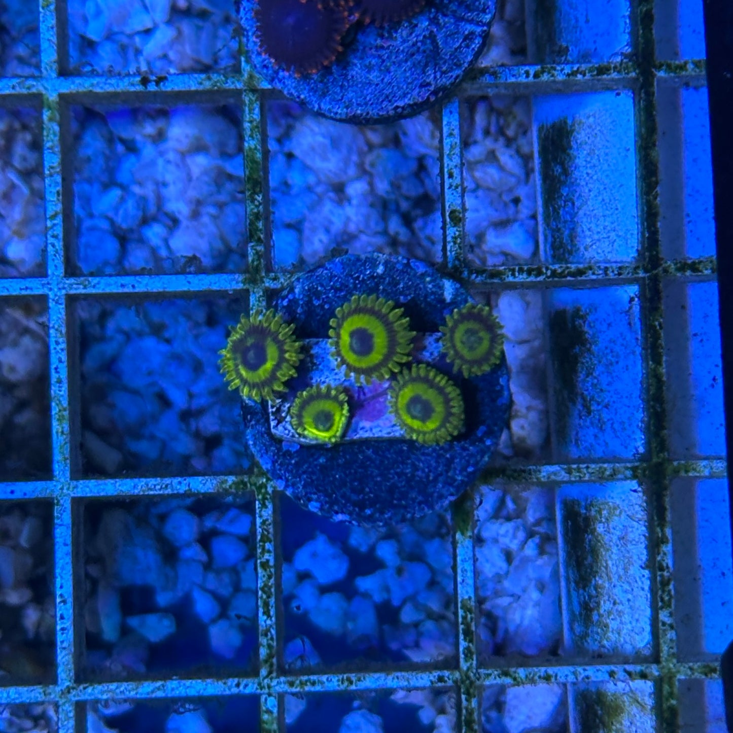 MRA  LA Lakers Zoanthid Frag