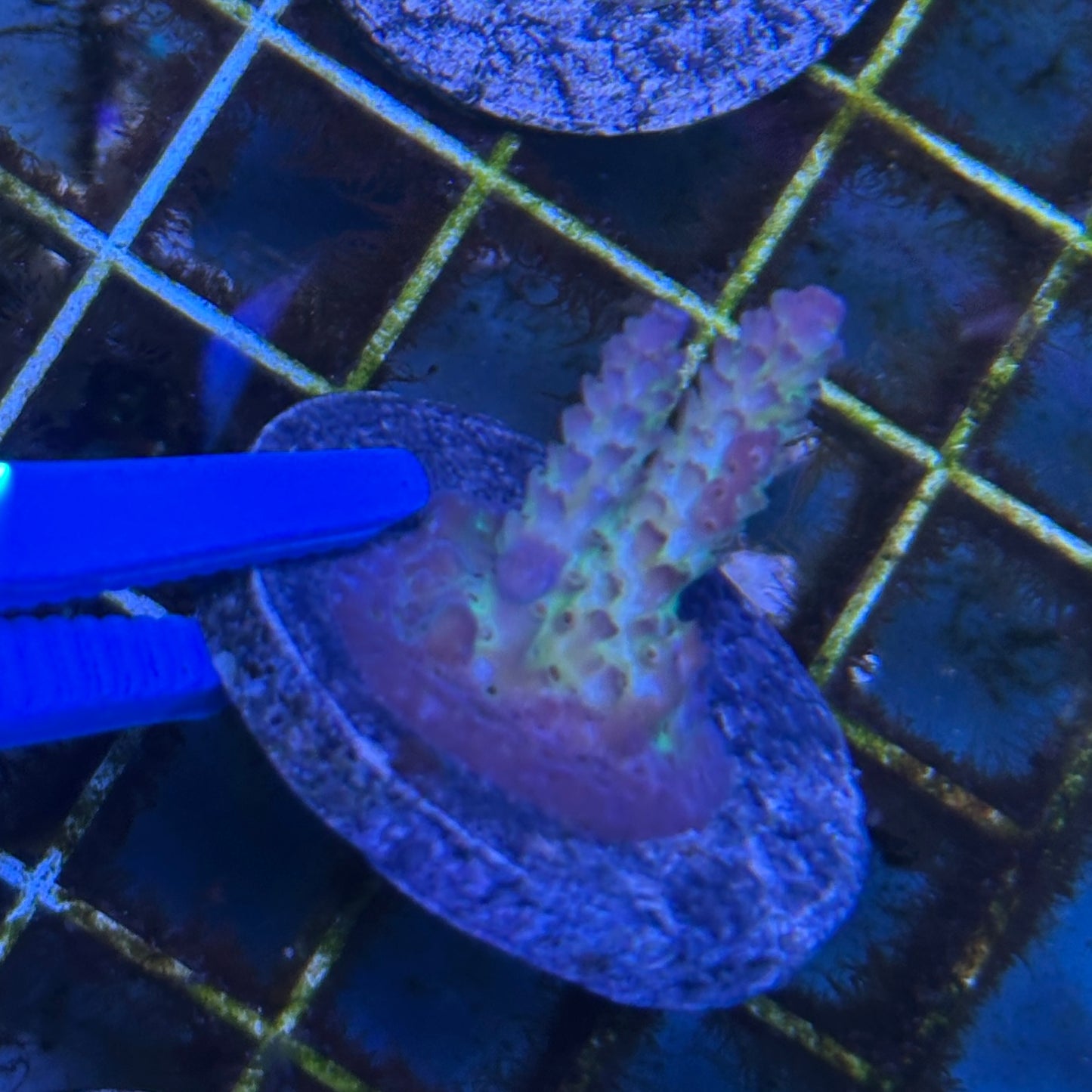 Aussie Shortcake Acropora