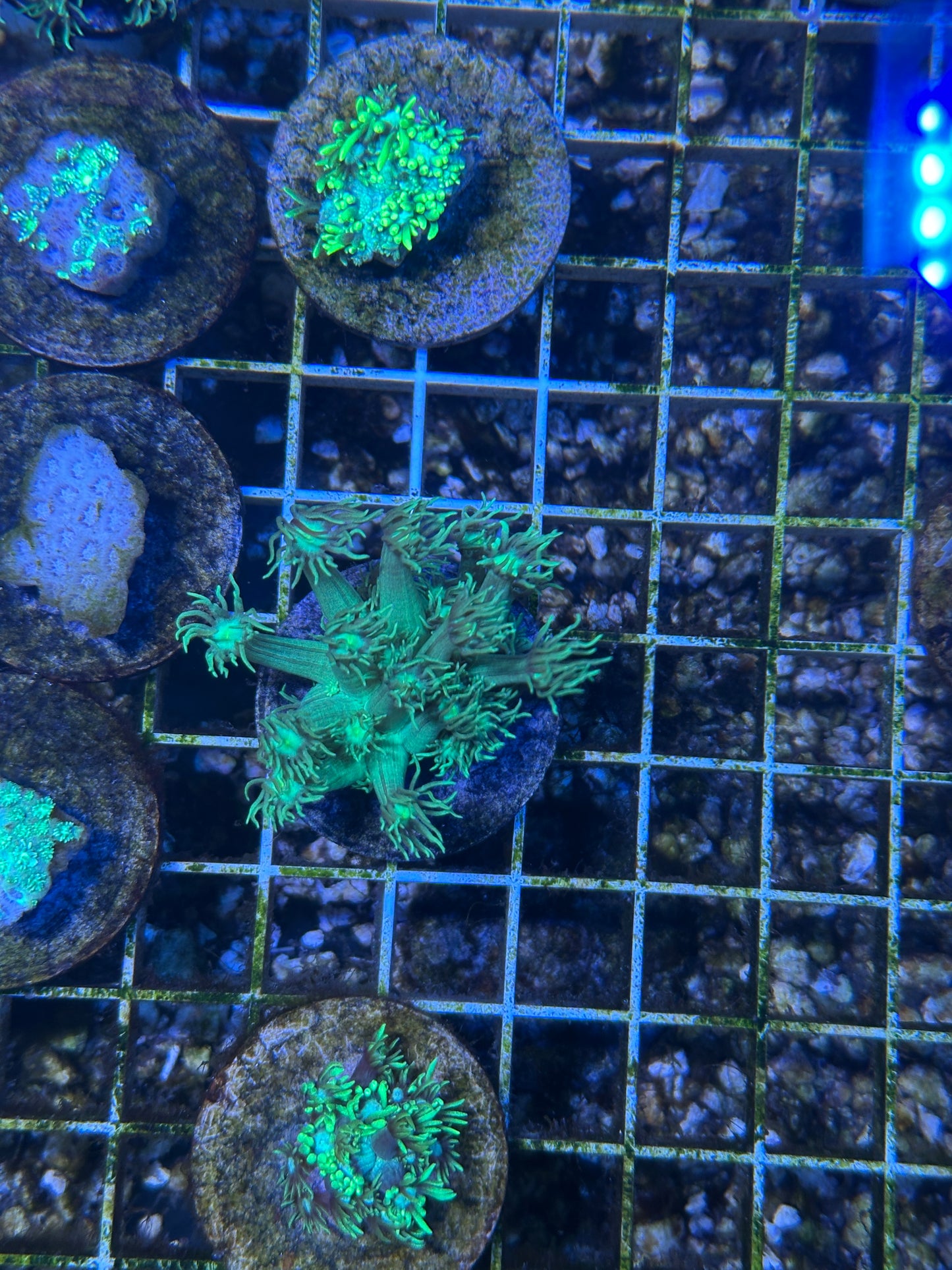 Aussie Green Goniopora