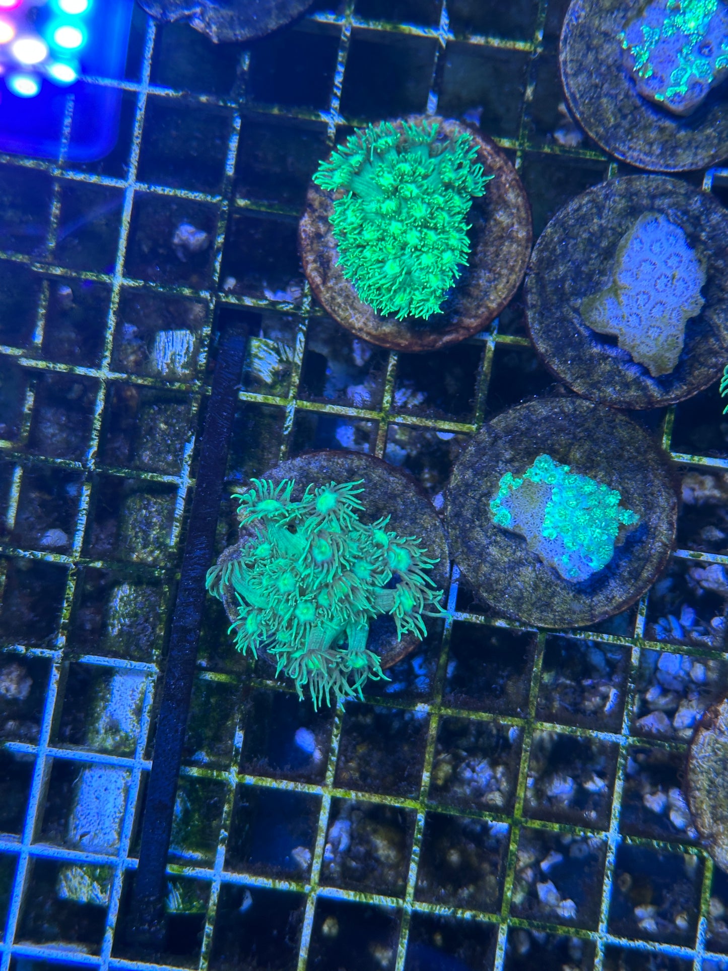 Aussie Green Goniopora